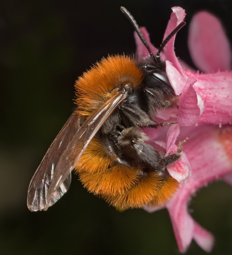 Tawny Mining Bee 1